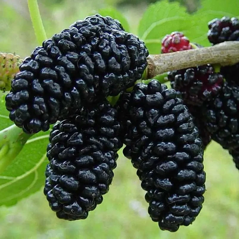 Шовковиця чорна, фото 1