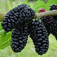 Шовковиця чорна