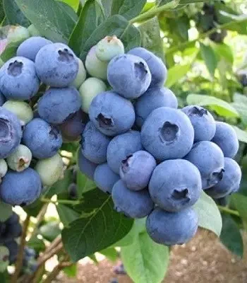 Лохина "Darrow"С2, фото 1