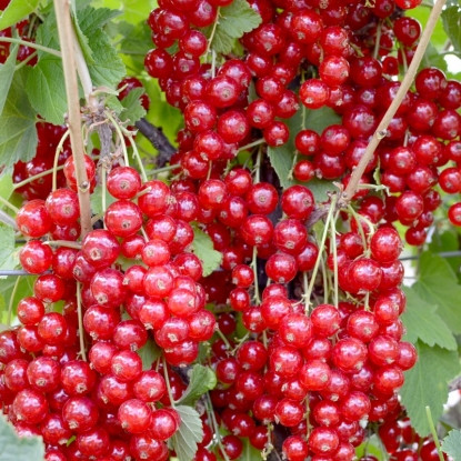 Порічка "Jonkheer van Tets" (кущова) С2 саджанцы смородини, фото 1