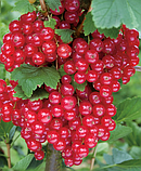 Порічка "Jonkheer van Tets" (кущова) С2 саджанцы смородини, фото 2