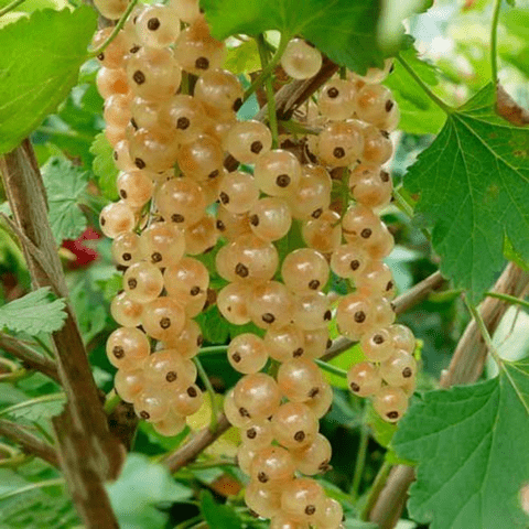 Порічка "Сніжана" (кущова) саджанці плодові, фото 1