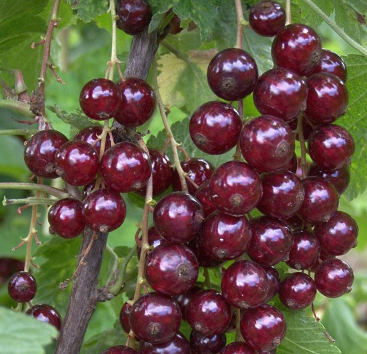 Порічка "Львів'янка" (кущова) смородина саджанці, фото 1