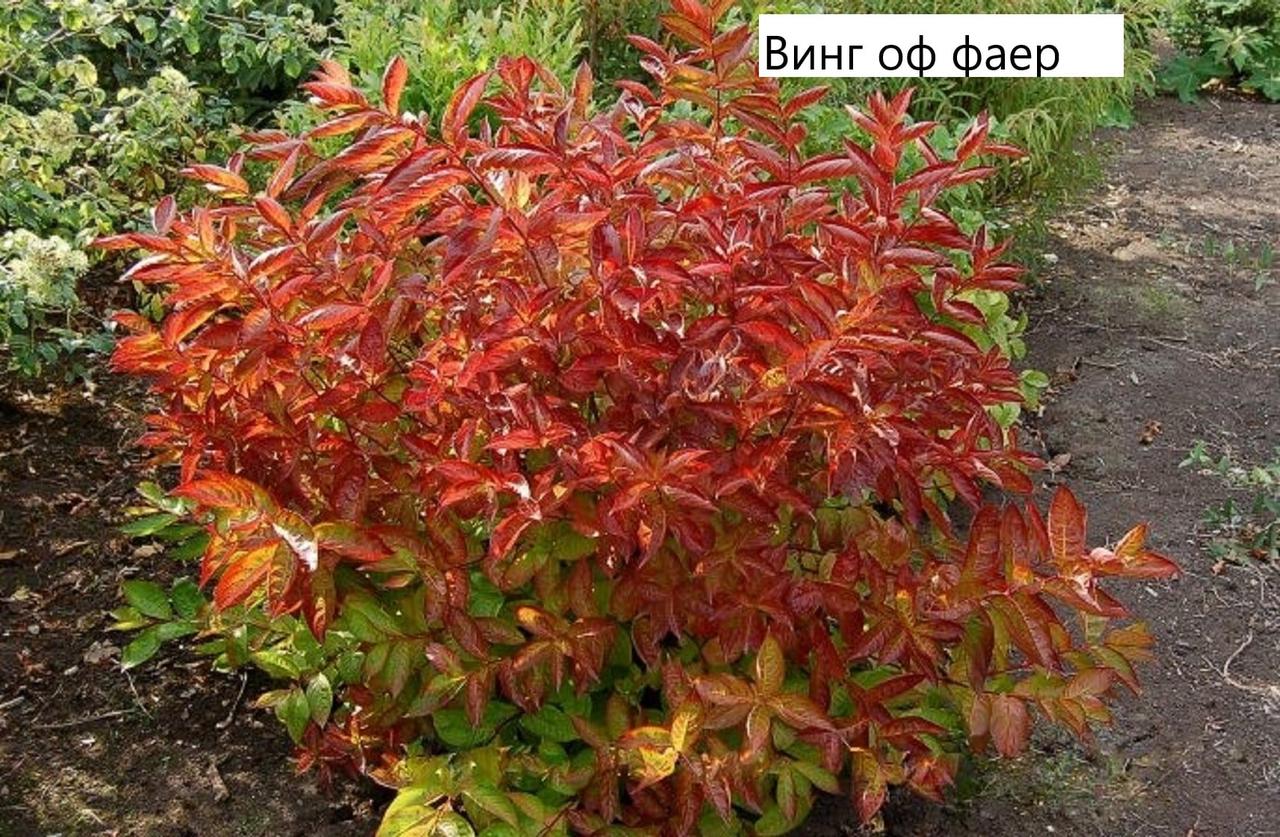 Вейгела квітуча "Wings of Fire", фото 1