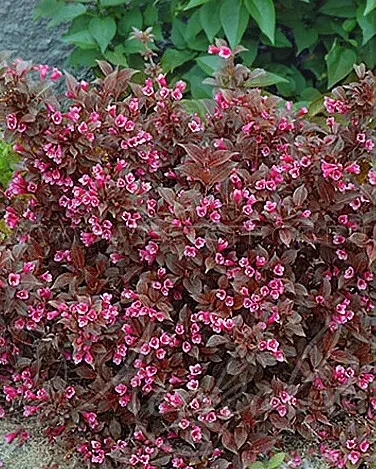 Вейгела квітуча "Tango", фото 1