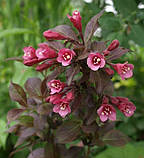 Вейгела квітуча "Tango", фото 2