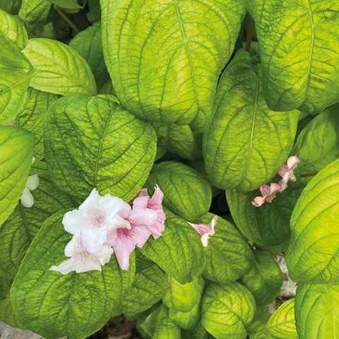 Вейгела квітуча "Lime Monster"  С2, фото 1