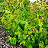 Вейгела квітуча "Lime Monster"  С2, фото 2