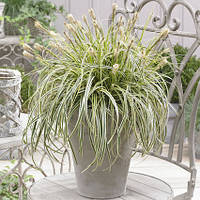 Carex "Feather Falls"
