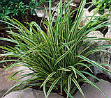 Carex "Variegata", фото 2