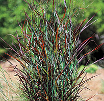 Panicum virgatum "Hot Rod"