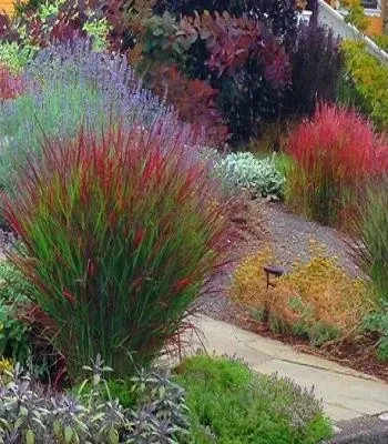 Panicum virgatum "Sangria" садові багаторічні квіти,трави,, фото 1