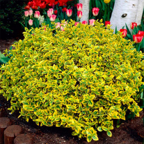 Бересклет Форчуна "Emerald Gold", фото 1