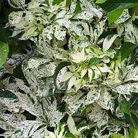 Виноград п'ятилистий "Star Showers"С2  ліани в'юнкі  рослини