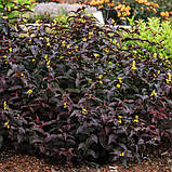 Діервілла "Troja Black"С2   рідкісні садові рослини,саджанці, фото 2