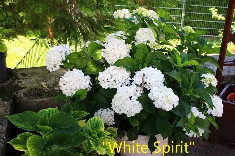 Гортензія крупнолистова "White Spirit" красиві декоративні чагарники, фото 1
