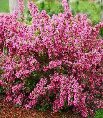 Вейгела квітуча "Rosea", фото 1