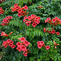 Кампсіс (Текома) "Flamenco"  C2садові вьюнкі квіти ,ліани