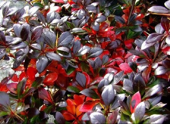 Барбарис "Dart's Red Lady" С2, фото 1