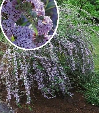 Будлея черговолиста "Unique" C2садові багаторічні рослини, фото 1