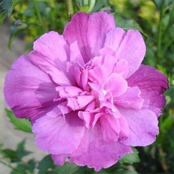 Гібіскус деревовидний "Sanchoyo", фото 1