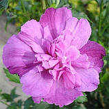 Гібіскус деревовидний "Sanchoyo" С2  декоративні садові рослини ,квіти, фото 2