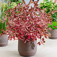 Дерен білий "Miracle "