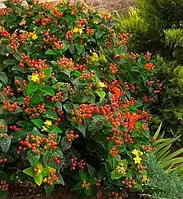 Звіробій "Elstead"  садові багаторічні чагарники,квіти