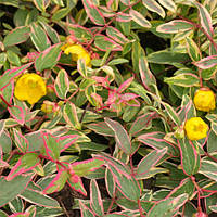 Звіробій "Tricolor"   розсада ,саджанці садові