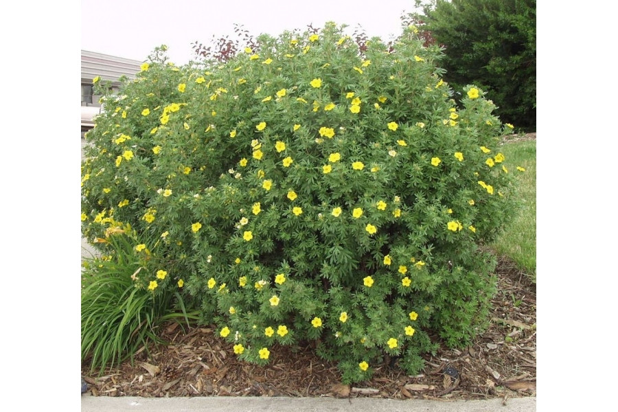 Лапчатка кущова "Klondike", фото 1