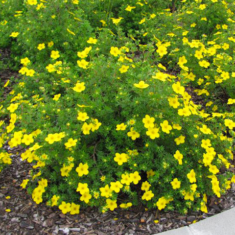 Лапчатка кущова "Klondike" С2, фото 1