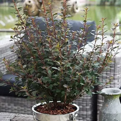 Пухироплідник "Little Joker" С2, фото 1