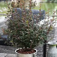 Пухироплідник "Little Joker" С2