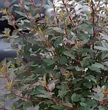 Пухироплідник "Little Joker" С2, фото 2