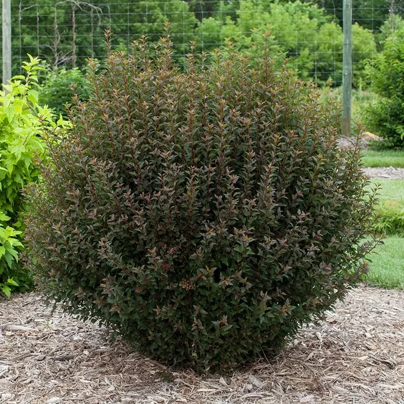 Пухироплідник "Little Devil" С2 рослини у горщках,садові саджанці, фото 1