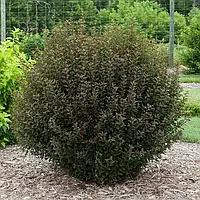 Пухироплідник "Little Devil" С2 рослини у горщках,садові саджанці