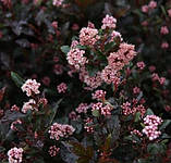 Пухироплідник "Little Devil" С2 рослини у горщках,садові саджанці, фото 2