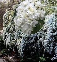 Спірея кантонська "Lanceolata"