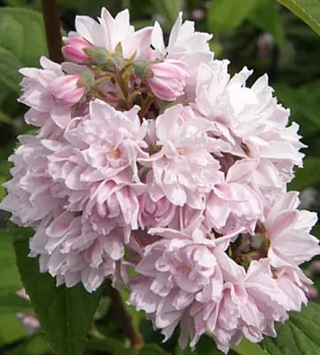 Дейція гібридна "Pink Pom-Pom", фото 1