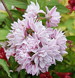 Дейція гібридна "Pink Pom-Pom", фото 2