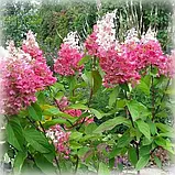 Гортензія волотиста "Magical Flame" С 2, фото 2