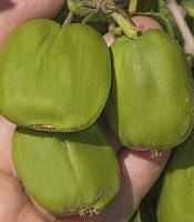 Актинідія аргута "Chang Bai Giant"  С2  саджанці плодових кущів