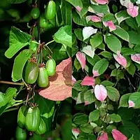 Актинідія коломікта "Dr Szymanowski" плодові кущі,ліани