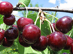 Вишня "Чудо Вишня"  плодово-ягідні саджанці