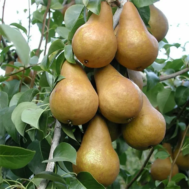 Груша зимова Стрийська саджанці груш Україна, фото 1