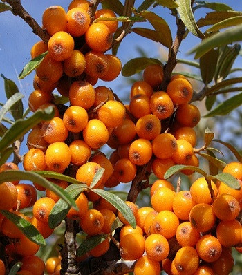 Обліпиха крушиновидна, фото 1