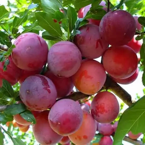 Слива "Ренклод Альтана" саджанці плодових,багаторічні садові рослини, фото 1