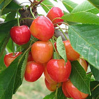 Черешня Ніжність  саджанці плодово-ягідних