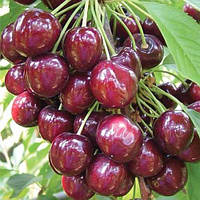 Черешня Наполеон  саджанці плодових дерев