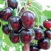 Черешня Валерій Чкалов    ,саджанці черешні,плодові дерева